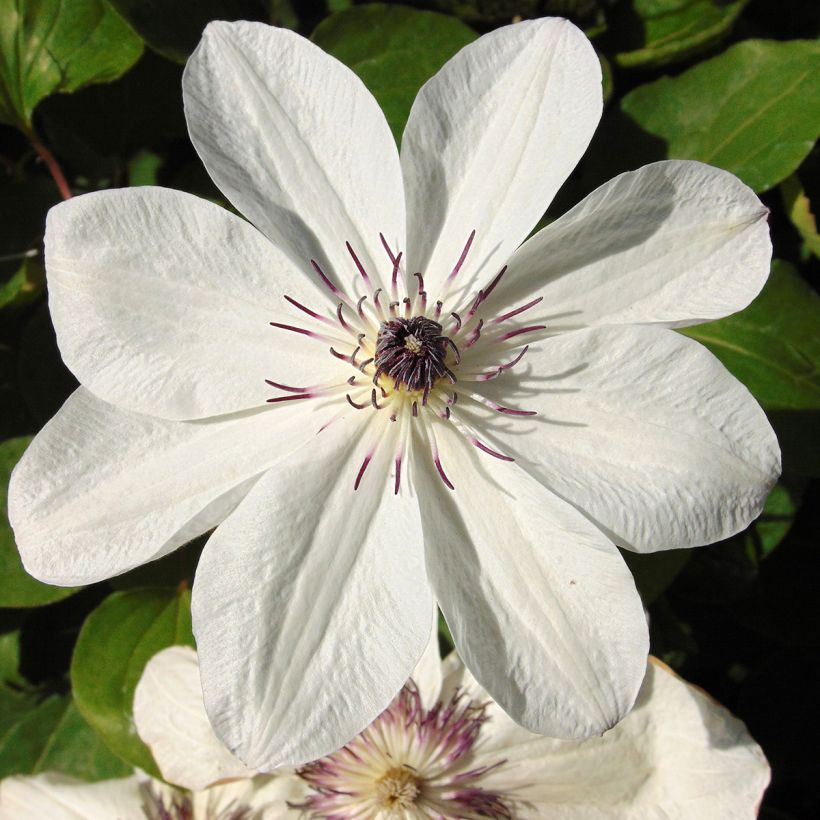 Clematis White Pearl - Clematide (Flowering)