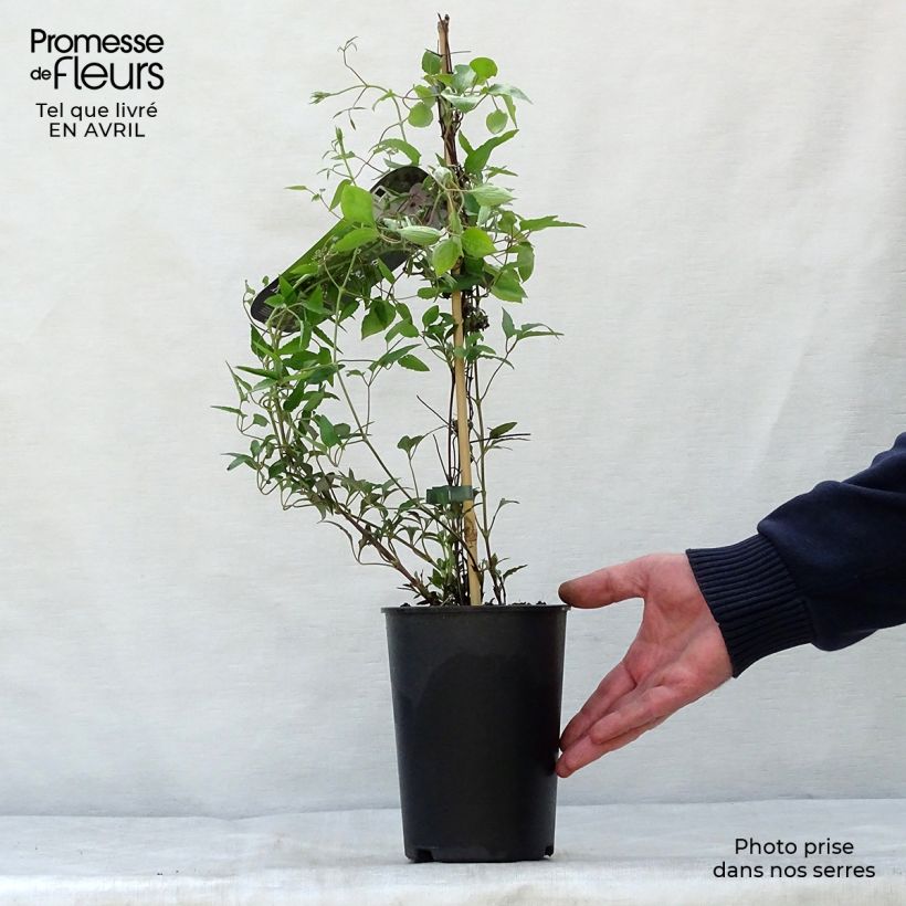 Example of Clematis White Pearl - Clematide Vaso da 2L/3L as you get in printemps