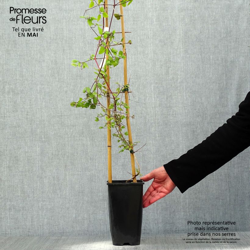 Clematis Will Goodwin - Clematide Vaso da 2L/3L esemplare consegnato in primavera