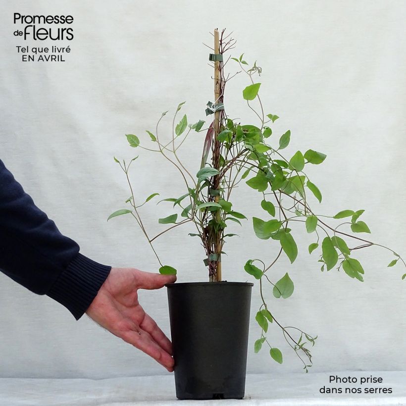 Clematis Wonderful - Clematide Vaso da 2L/3L esemplare consegnato in primavera