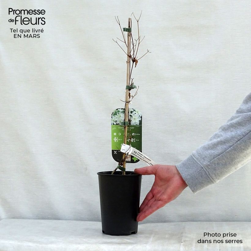 Example of Clematis Yukikomachi - Clematide Vaso da 2L/3L as you get in printemps