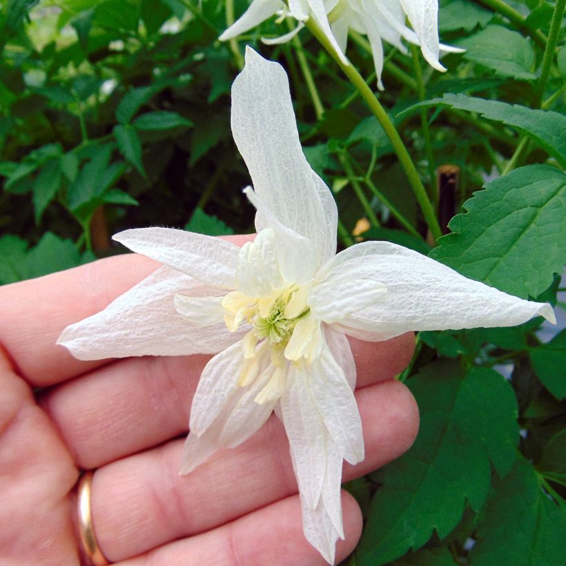 Clematis alpina Plena - Clematide (Fioritura)