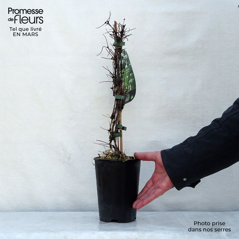 Clematis alpina Plena - Clematide Vaso da 2L/3L esemplare consegnato in primavera