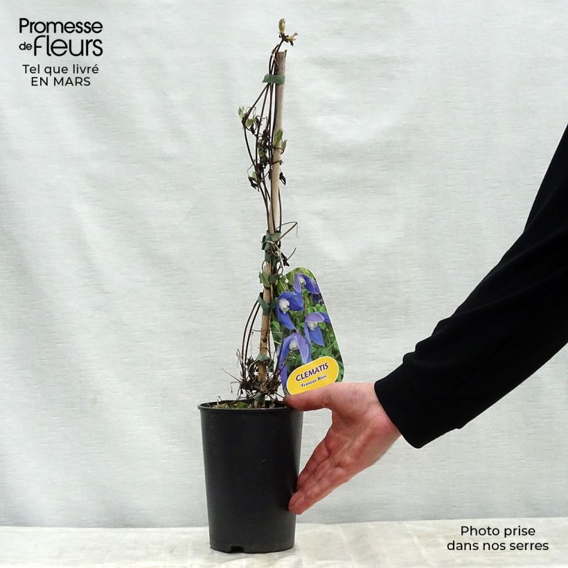 Clematis Francis Rivis - Clematide Vaso da 2L/3L esemplare consegnato in primavera