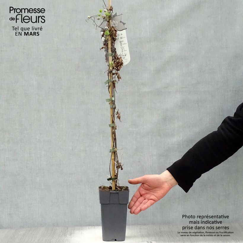 Clematis Ocean Pearl - Clematide Vaso da 2L/3L esemplare consegnato in primavera