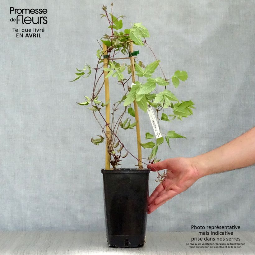 Example of Clematis alpina - Clematide alpina Vaso da 2L/3L as you get in printemps