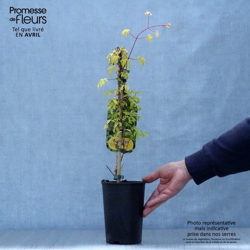 Clematis Stolwijk Gold - Clematide Vaso da 2L/3L esemplare consegnato in primavera