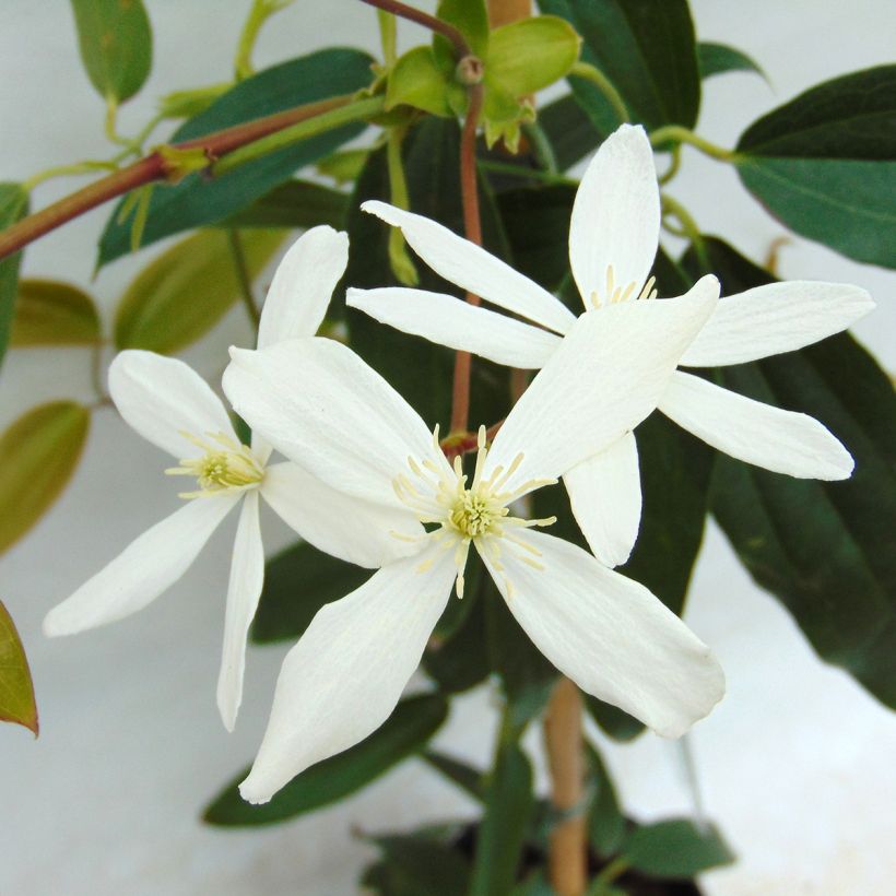 Clematis armandii - Clematide (Fioritura)