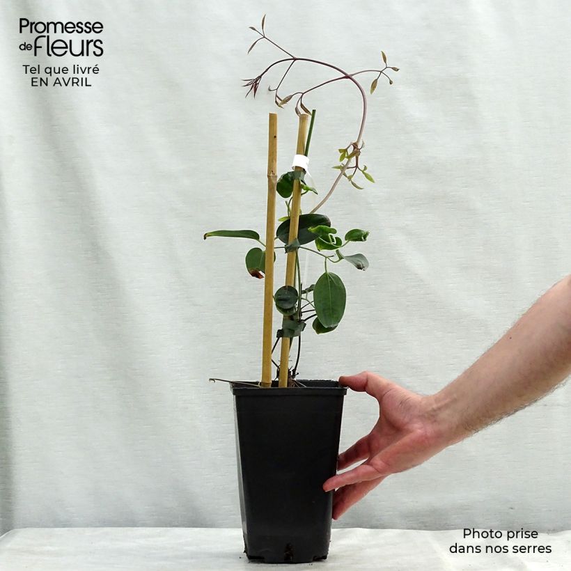 Example of Clematis armandii Apple Blossom Vaso da 2L/3L as you get in printemps