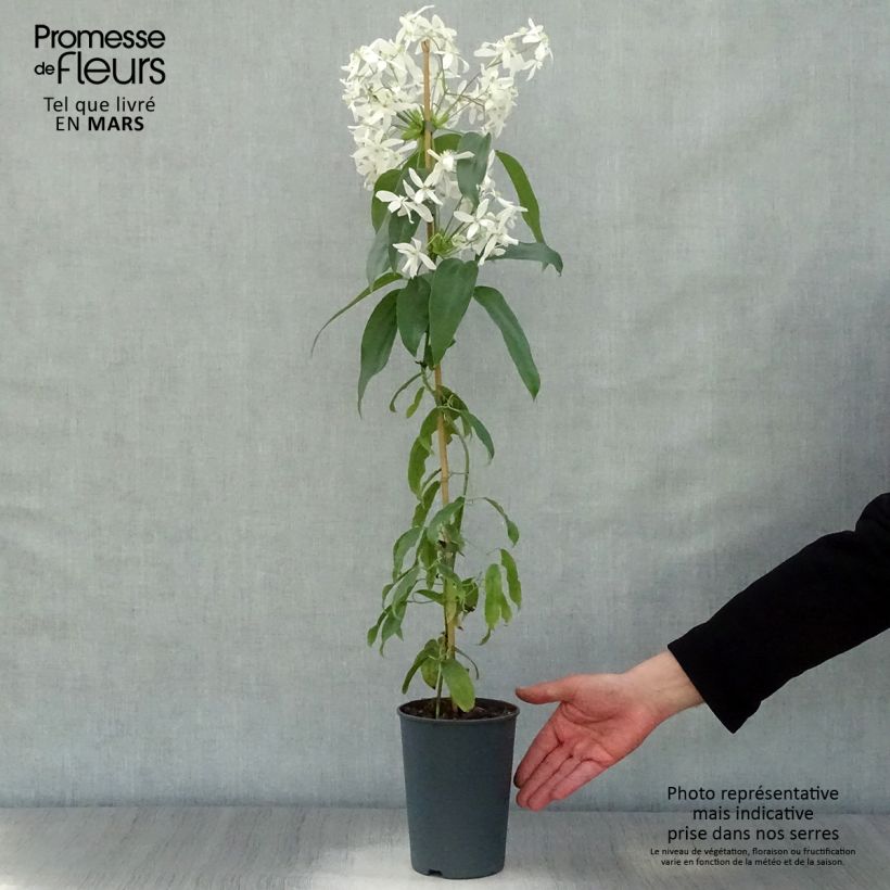 Clematis armandii - Clematide Vaso da 2L/3L esemplare consegnato in primavera