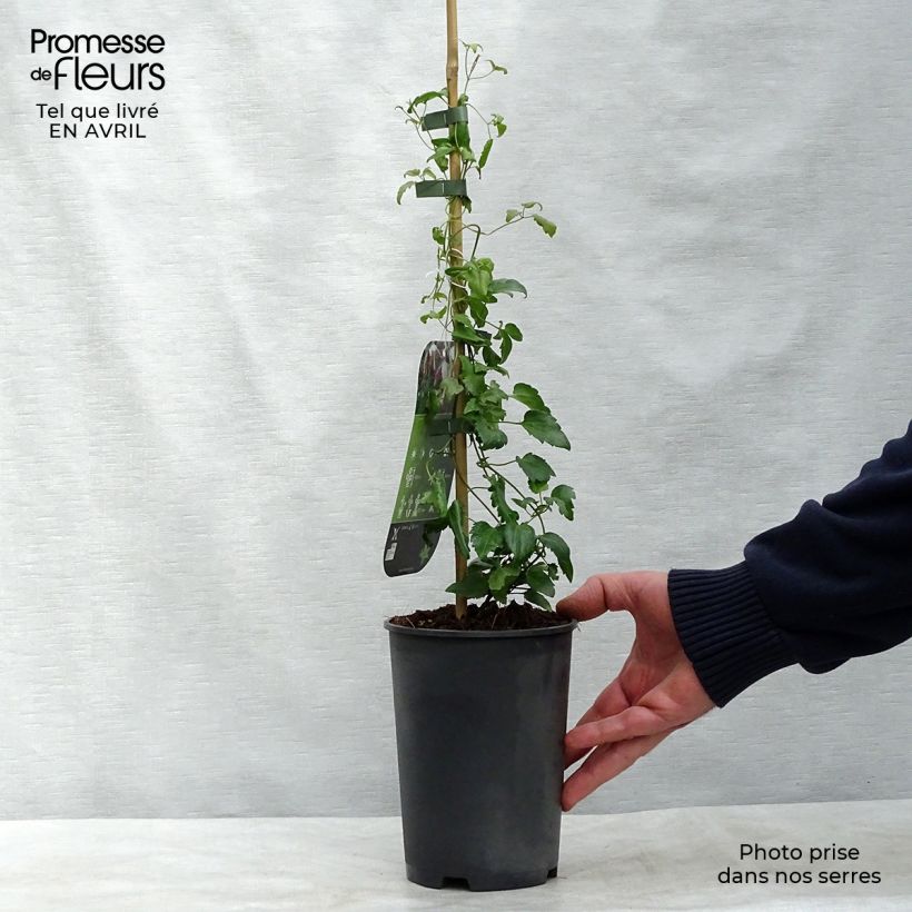 Example of Clematis cirrhosa Freckles Vaso da 2L/3L as you get in printemps