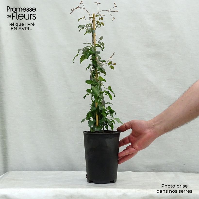 Clematis cirrhosa Jingle Bells Vaso da 2L/3L esemplare consegnato in primavera