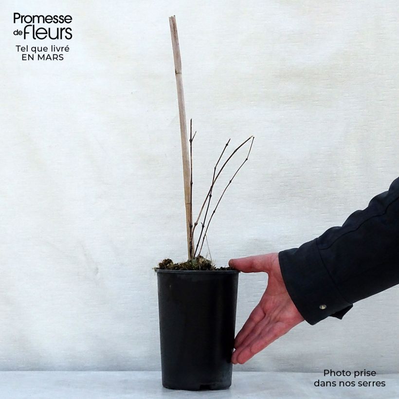 Clematis Clematis River Star - Clematide Vaso da 2L/3L esemplare consegnato in primavera