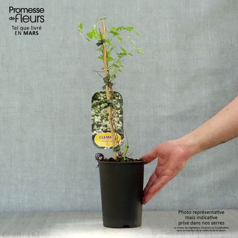 Example of Clematis fargesii Summersnow - Clematide Vaso da 2L/3L as you get in printemps