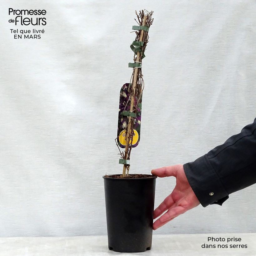 Example of Clematis flammula Aromatica - Clematide fiammola Vaso da 2L/3L as you get in printemps