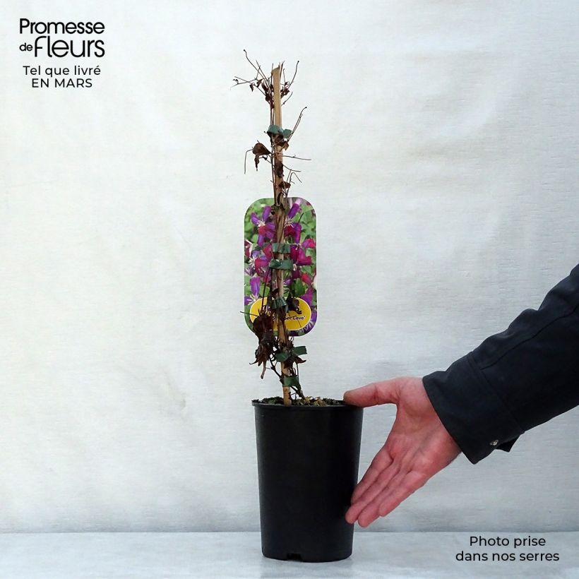 Clematis Sweet Summer Love - Clematide Vaso da 2L/3L esemplare consegnato in primavera