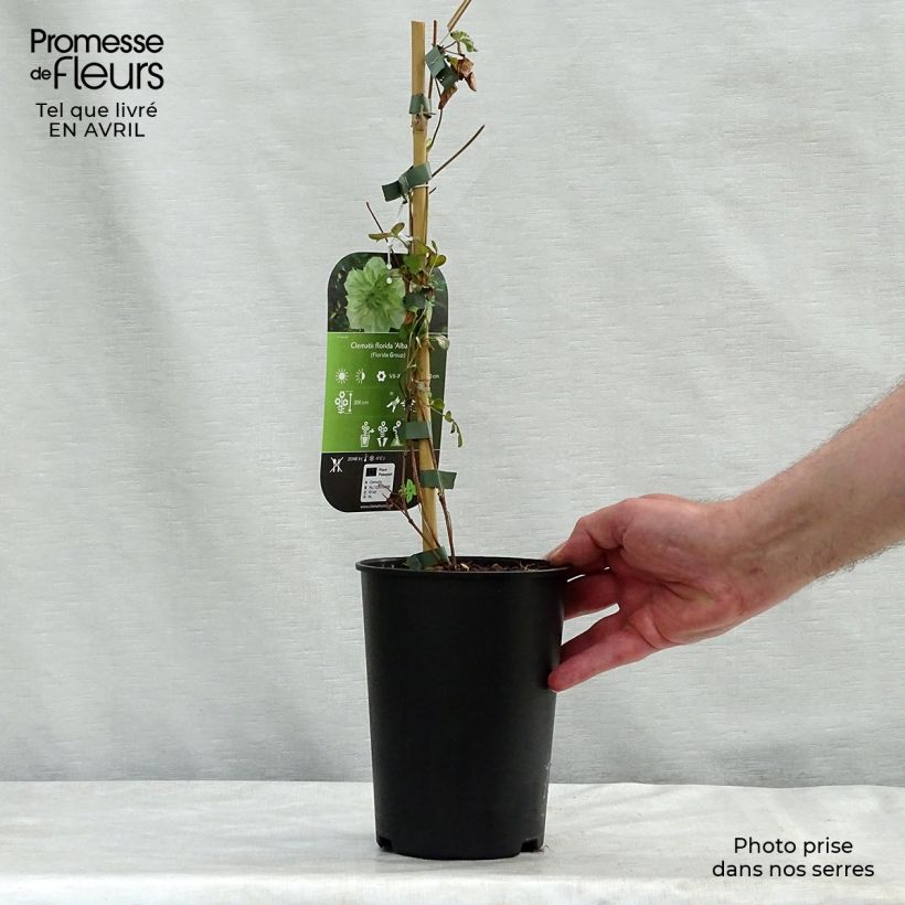 Example of Clematis florida Alba Plena - Clematide Vaso da 2L/3L as you get in printemps