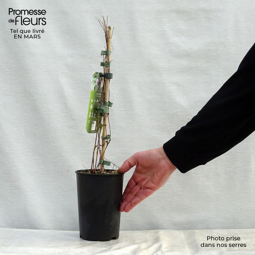 Clematis fusca - Clematide Vaso da 2L/3L esemplare consegnato in primavera