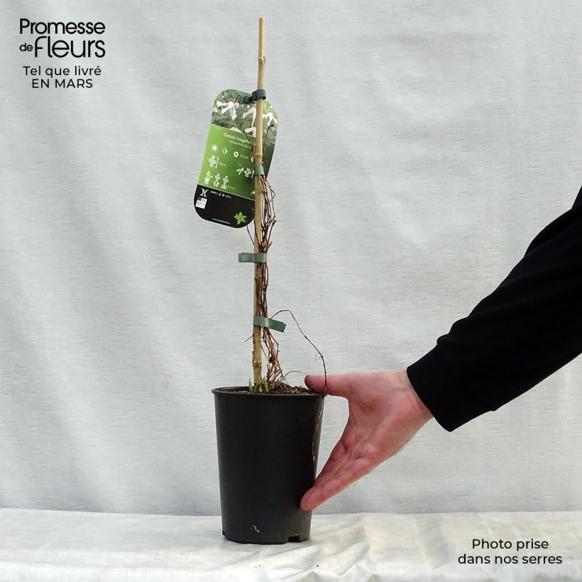 Clematis integrifolia Alba - Clematide Vaso da 2L/3L esemplare consegnato in primavera