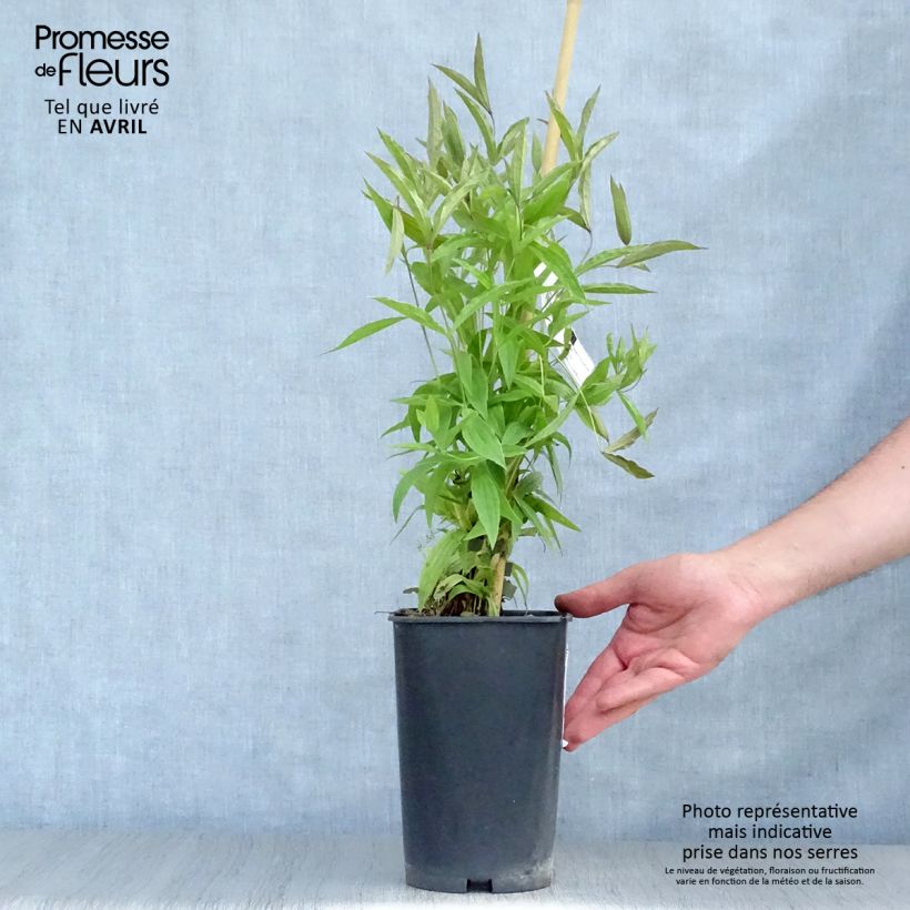 Clematis integrifolia Baby White - Clematide Vaso da 2L/3L esemplare consegnato in primavera