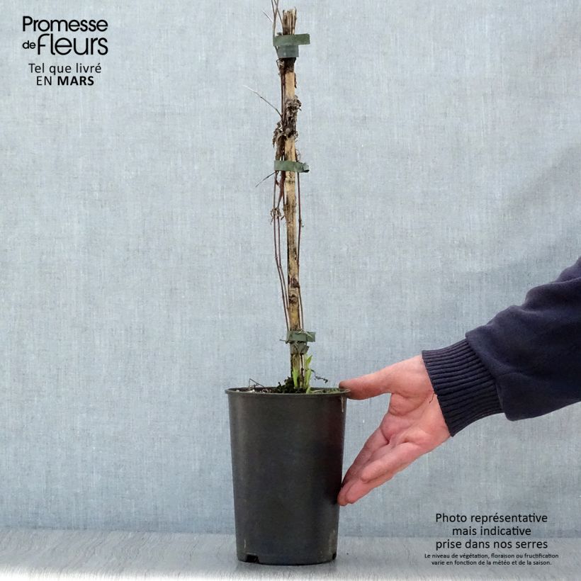 Example of Clematis integrifolia Hakuree - Clematide Vaso da 2L/3L as you get in printemps