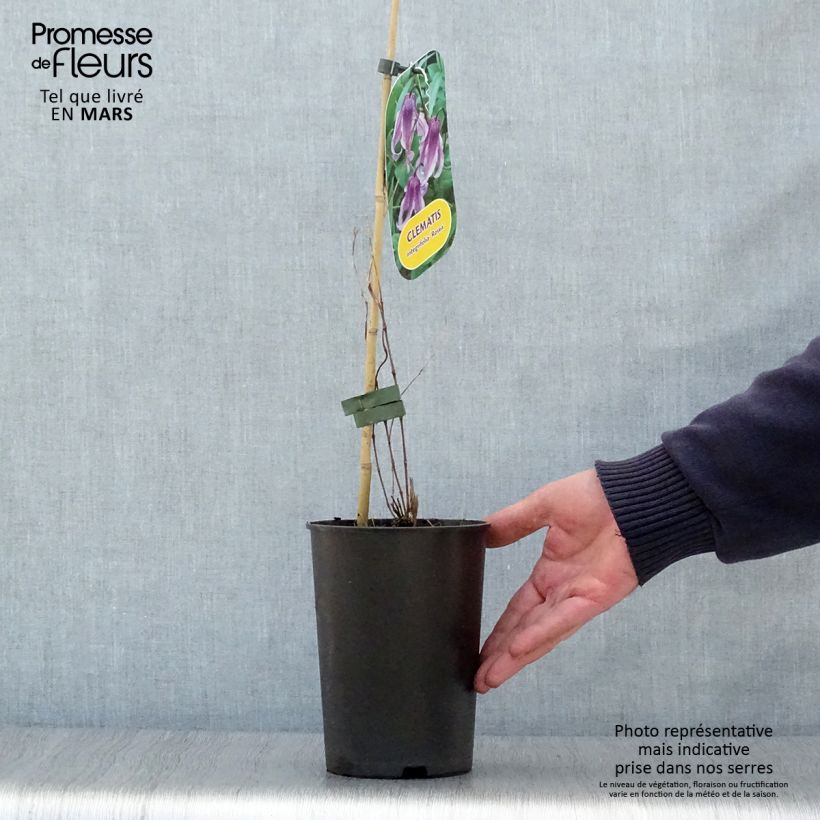 Clematis integrifolia Rosea - Clematide Vaso da 2L/3L esemplare consegnato in primavera