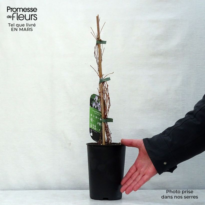 Clematis integrifolia Twinkle - Clematide Vaso da 2L/3L esemplare consegnato in primavera