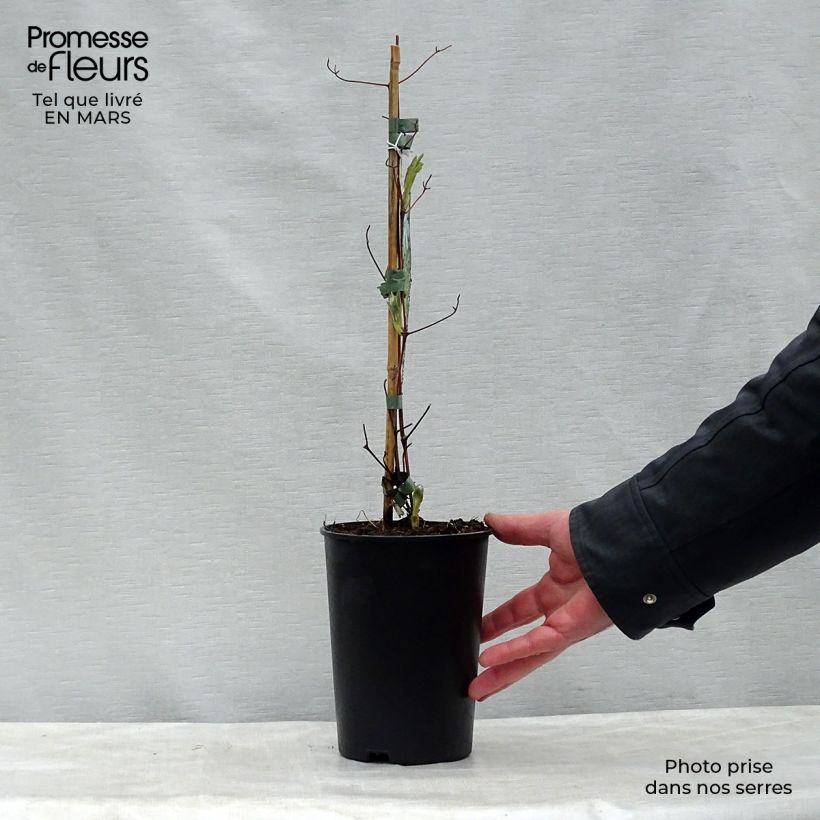 Example of Clematis jackmanii Alba - Clematide Vaso da 2L/3L as you get in printemps