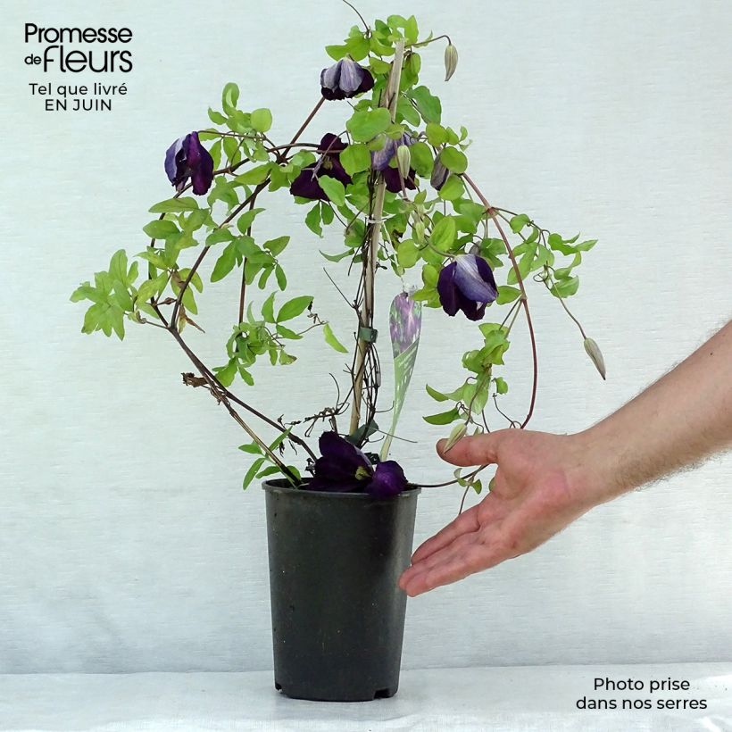 Esemplare di Clematis jackmanii Purpurea - Clematide Vaso da 2L/3L consegnato in estate