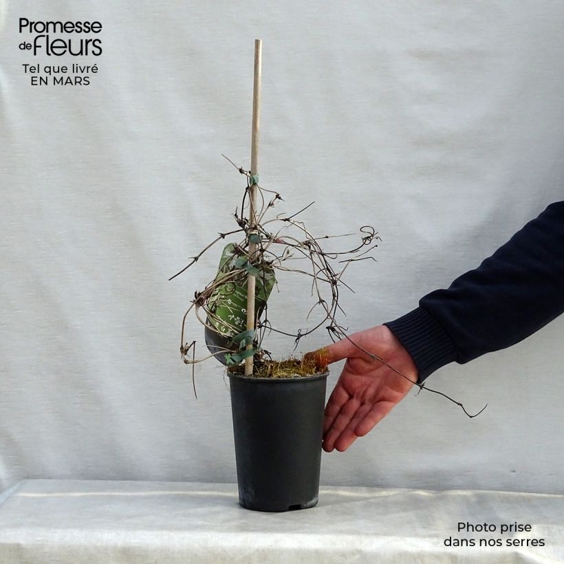 Clematis macropetala Broughton Bride - Clematide Vaso da 2L/3L esemplare consegnato in primavera