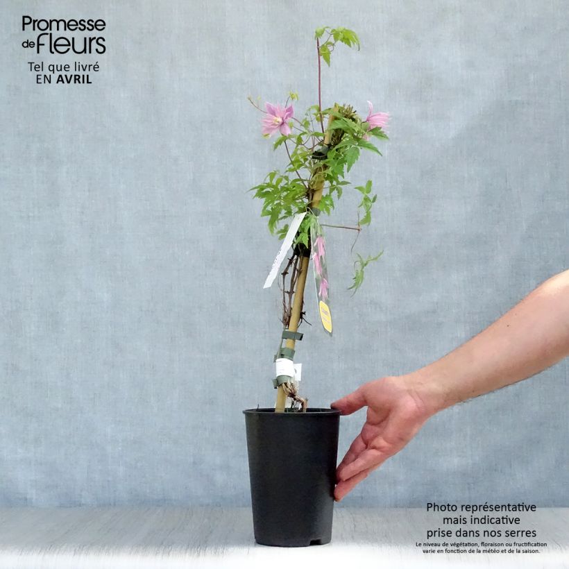 Example of Clematis macropetala Markham's Pink - Clematide Vaso da 2L/3L as you get in printemps