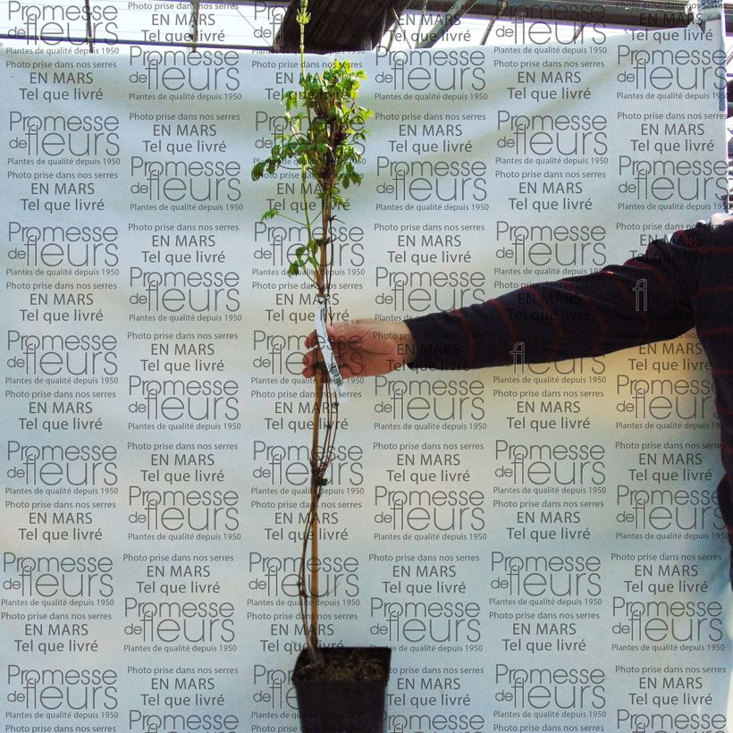 Esempio di esemplare Clematis macropetala Purple Dream - Clematide Vaso da 2L/3L come consegnato