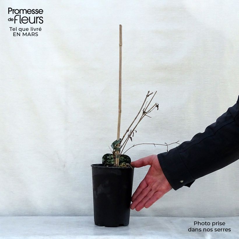 Example of Clematis mandshurica Vaso da 2L/3L as you get in printemps