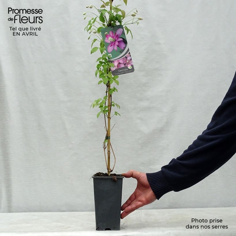 Clematis montana Broughton star - Clematide Vaso da 2L/3L esemplare consegnato in primavera
