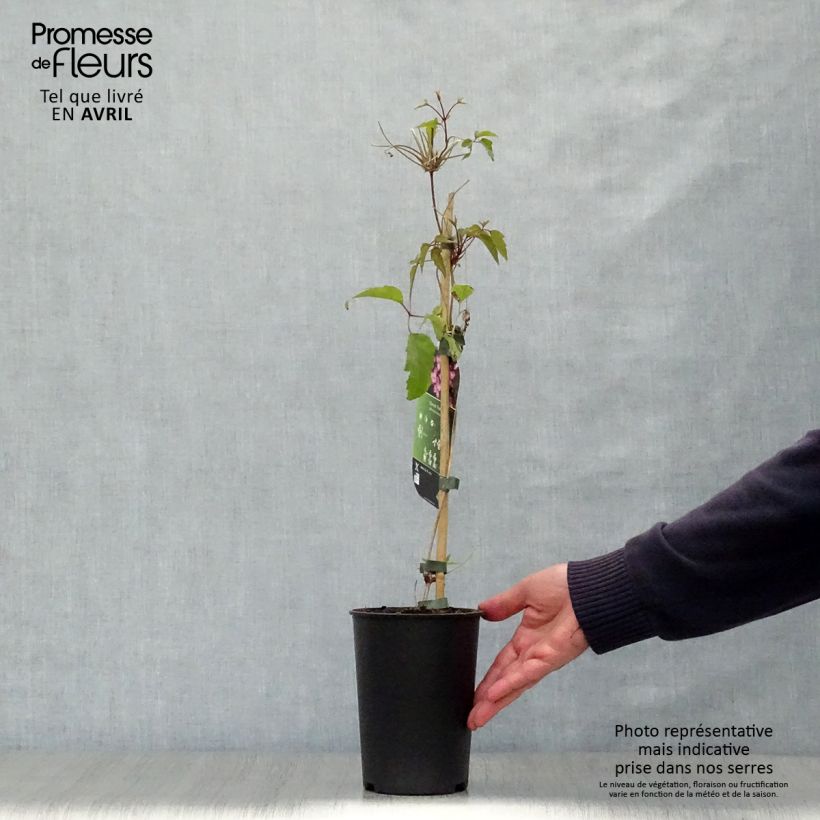 Example of Clematis montana Freda - Clematide Vaso da 2L/3L as you get in printemps