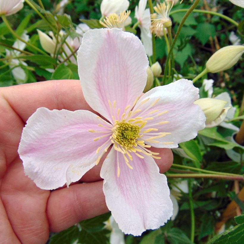 Clematis montana Giant Star - Clematide (Flowering)
