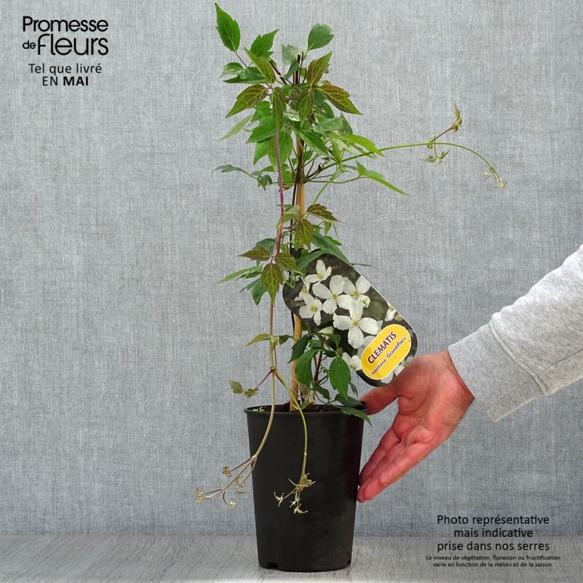Example of Clematis montana Grandiflora - Clematide Vaso da 1,5L/2L as you get in printemps