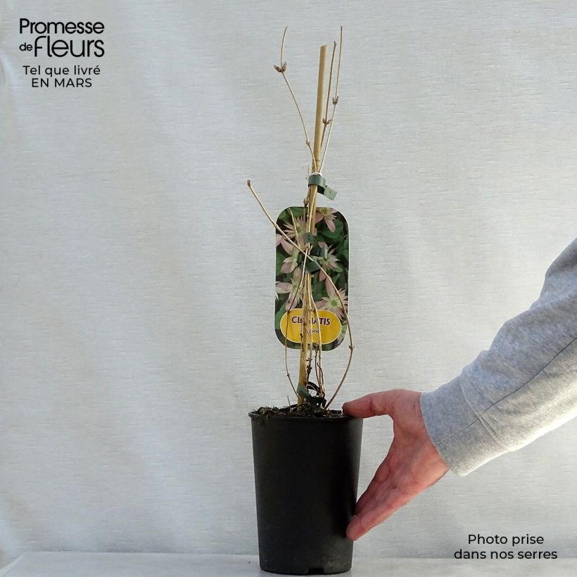 Example of Clematis montana Marjorie - Clematide Vaso da 2L/3L as you get in printemps