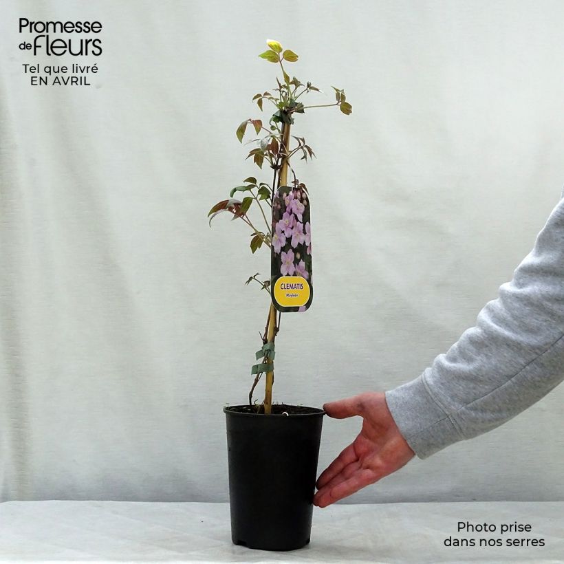 Example of Clematis montana Mayleen - Clematide Vaso da 2L/3L as you get in printemps