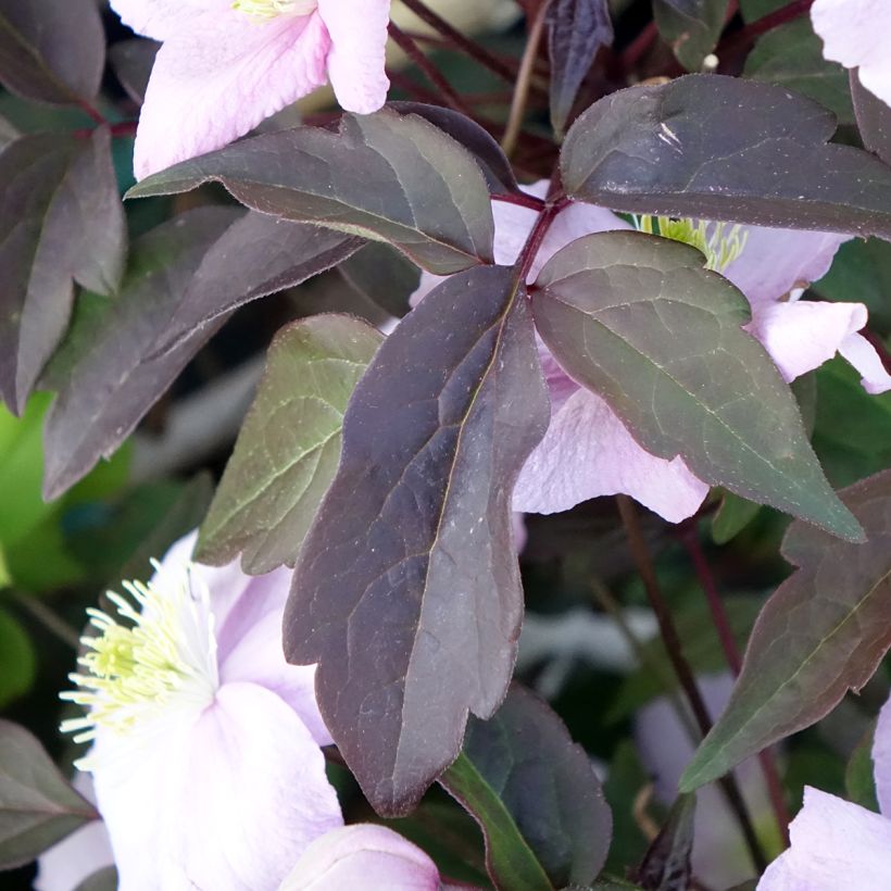 Clematis montana Mayleen - Clematide (Fogliame)