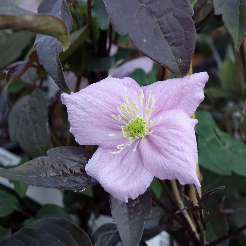 Clematis montana Mayleen - Clematide (Fioritura)