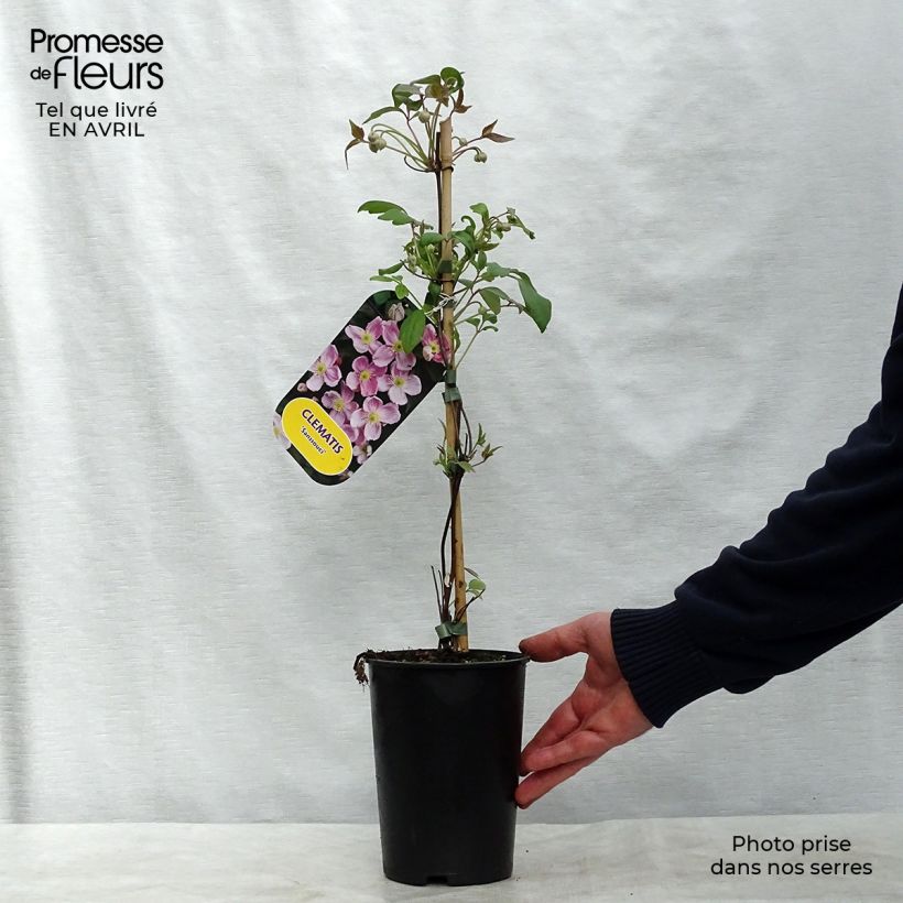 Example of Clematis Sanssouci - Clematide Vaso da 2L/3L as you get in printemps