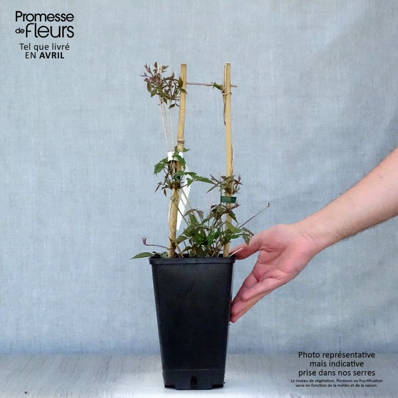 Example of Clematis montana Spooneri - Clematide Vaso da 2L/3L as you get in printemps