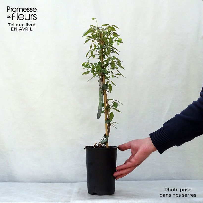 Clematis montana Spring Joy - Clematide Vaso da 2L/3L esemplare consegnato in primavera