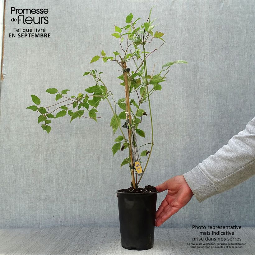 Esemplare di Clematis montana Spring Joy - Clematide Vaso da 2L/3L come consegnato in autunno