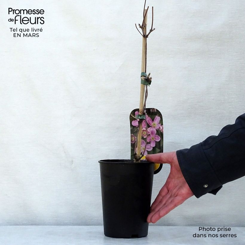 Example of Clematis montana Tetrarose - Clematide Vaso da 2L/3L as you get in printemps