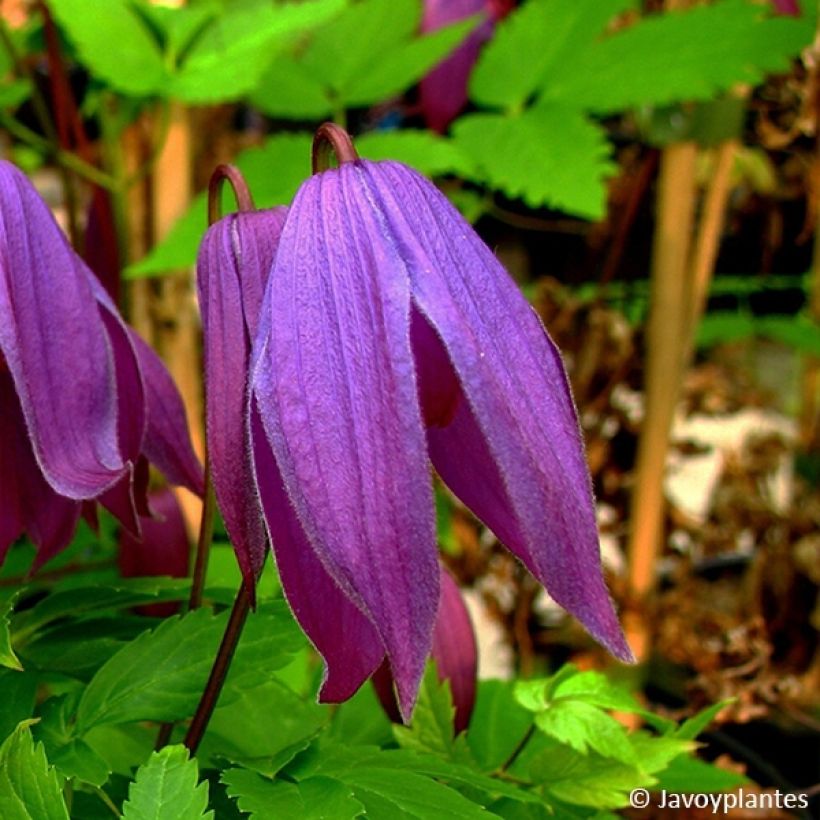 Clematis Tage Lundell - Clematide (Fioritura)