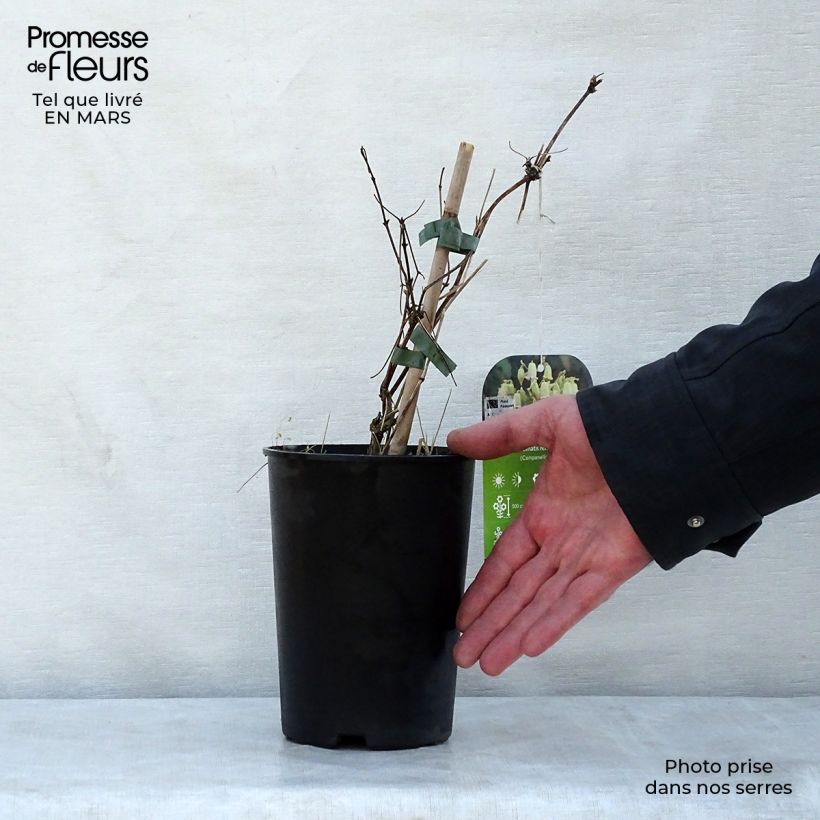 Example of Clematis rehderiana - Clematide Vaso da 2L/3L as you get in printemps