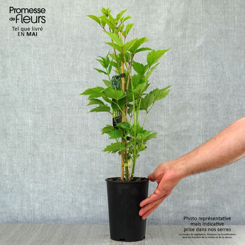 Clematis stans - Clematide Vaso da 2L/3L esemplare consegnato in primavera