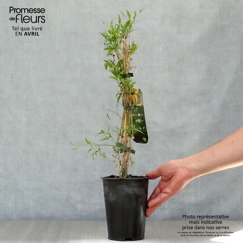 Clematis tangutica Aureolin - Clematide Vaso da 2L/3L esemplare consegnato in primavera